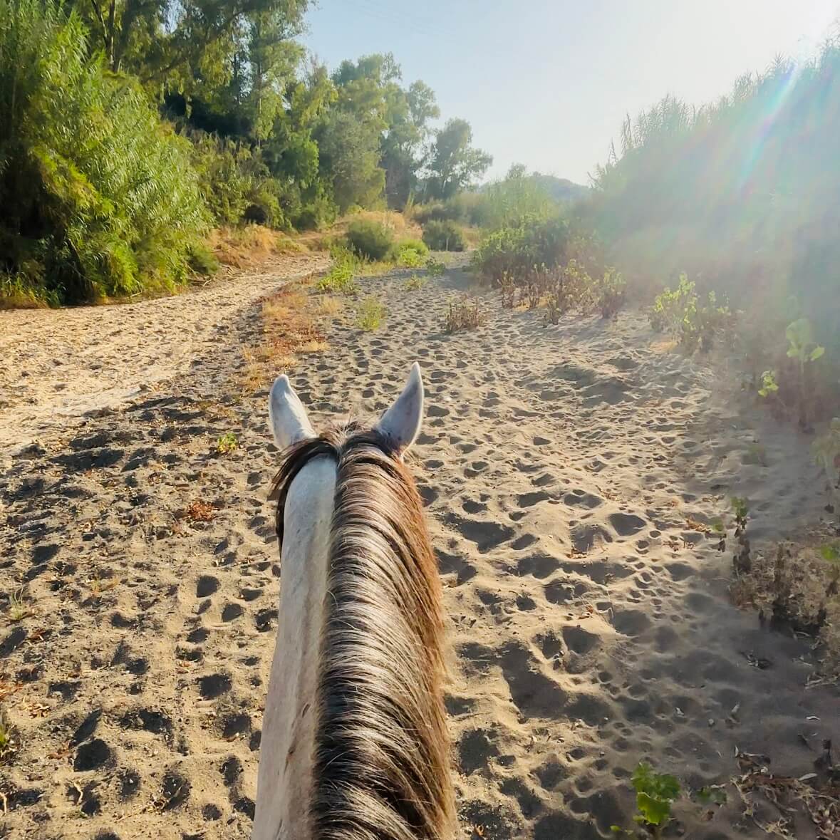 Caballo trotando en un sendero natural